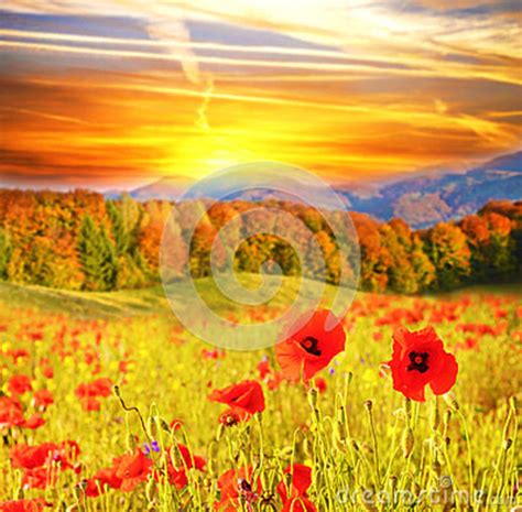 Beautiful Landscape With Flowers Poppies On A Background Of Mountains