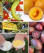 10 genetically modified fruits and vegetables - Green Diary - Green ...