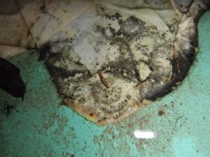 In many ways, black mold acts in the same manner as other microbes. Toxic black mold identification photos and info. What ...
