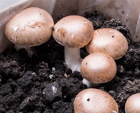 The 9 Best Mushroom Growing Kits For Newbies