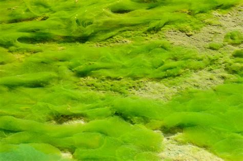 Limits Set To Stop Lake Erie Algae Blooms Circle Of Blue