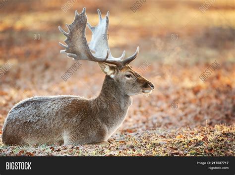 Adult Male Fallow Deer Image And Photo Free Trial Bigstock