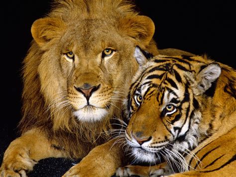 Lion And Tiger Animals Wallpaper 28673186 Fanpop