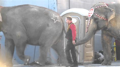 Ringling Brothers Circus Elephants Walk To Another Show Sad Life Youtube