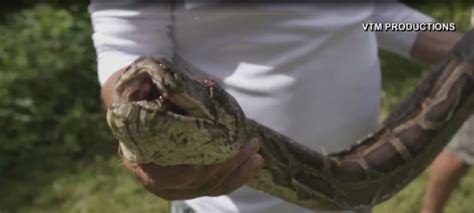 16 Foot Python Captured In Florida Everglades Wkrg News 5