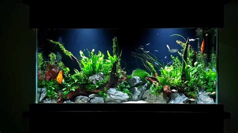 How To Planted Aquarium Tutorial Gallon Aquascape With Discus Housepetscare Com