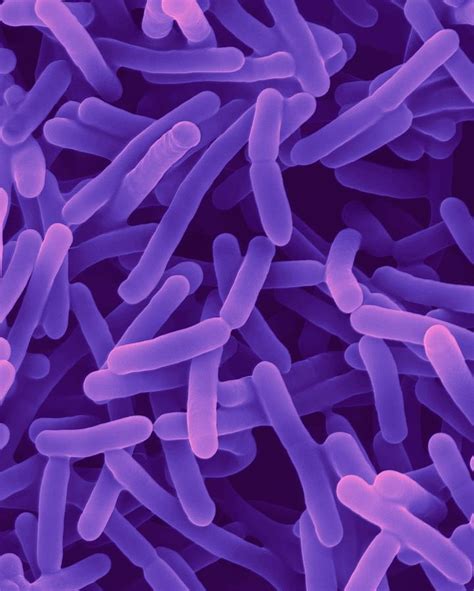 Bifidobacterium Animalis 3 Photograph By Dennis Kunkel Microscopy