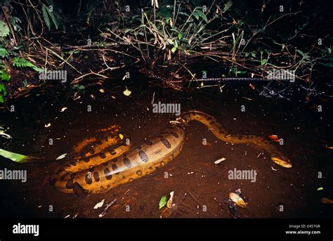 Anaconda Eunectes Murinus After Ingesting Peccary Prey Night Amazon