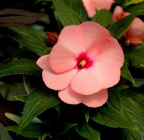 Циганче - цвете за настроение | Rozali.com | Plants, Flowers, Indoor plants