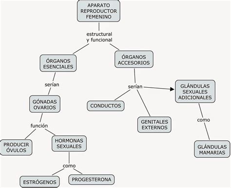 Mapa Conceptual Del Sistema Reproductor Femenino Kulturaupice