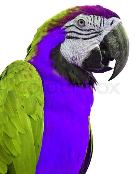 Green And Purple Macaw Stock Image Colourbox