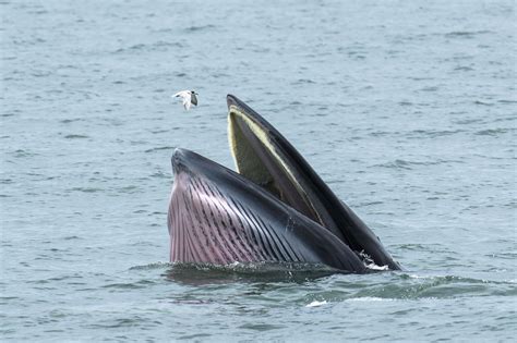 Brydes Whale Whale And Dolphin Conservation Usa