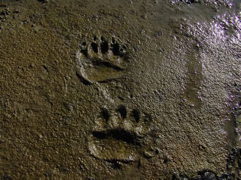 Black Bear Tracks Black Bear Tracks On The Mud Flats Of Gl Flickr