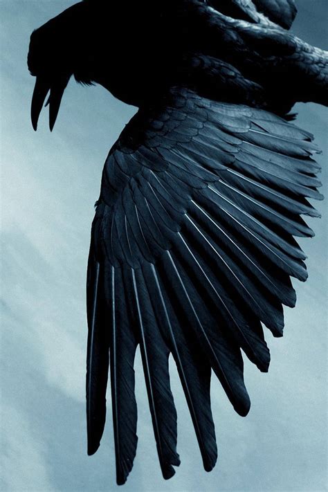 Top Raven Wallpaper Full Hd K Free To Use