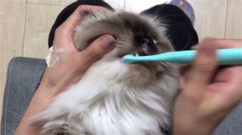 Video Cat Really Enjoys Getting His Teeth Brushed Huffpost Canada Life