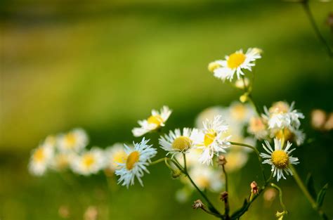 White Daisy Flowers Photo Hd Wallpaper Wallpaper Flare