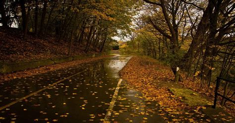 Wet Road Rainy Day Leaves Fall Autumn 1280×1024 Wallpaper