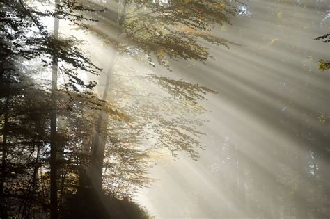 Forest Rise Morning Fog Sunbeam Striped Mystical Forest Rise