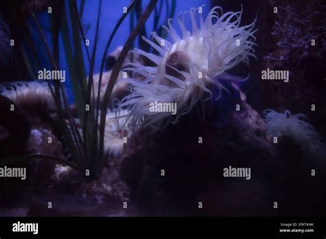 Sea Anemone Predatory Animal Named After A Flowering Plant At The