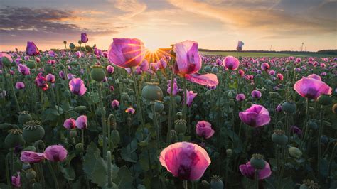 Earth Poppy Pink Flower During Sunrise Hd Flowers Wallpapers Hd