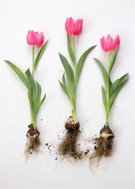 Descubra 48 Kuva Bulbe Tulipe Plantation Thptnganamst Edu Vn