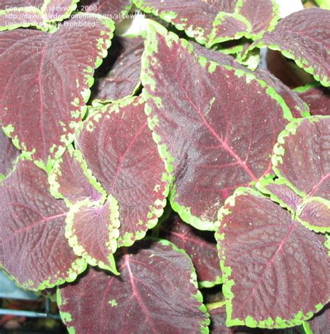 Plantfiles Pictures Coleus Flame Nettle Painted Nettle Chocolate