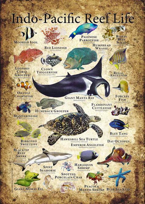 Indo Pacific Reef Life Poster Print