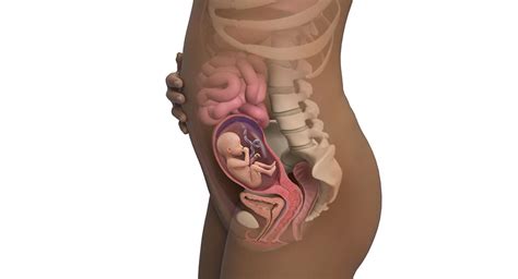 Nach einer fehlgeburt oder totgeburt wieder schwanger werden. SSW 20: Sie sind 20 Wochen schwanger - BabyCenter
