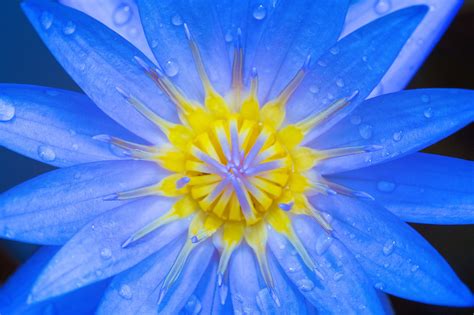 Closeup Photography Of Blue Petaled Flower · Free Stock Photo