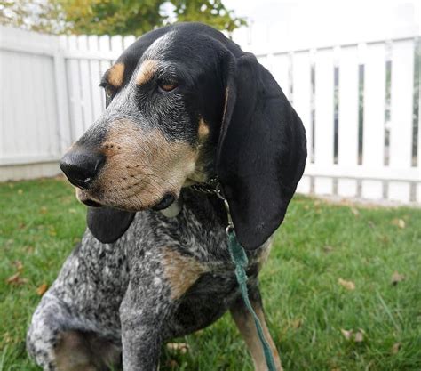 Bluetick Coonhound Personality Us Pets Love