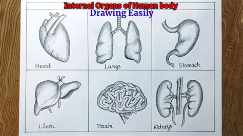 Human Internal Organs Drawing How To Draw Human Organs Youtube