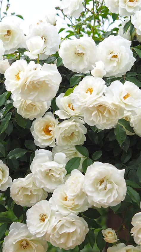 24 White Rose Iphone Wallpapers Wallpaperboat