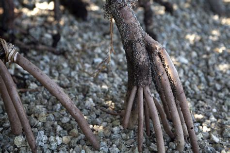 Close Up Of Mangrove Prop Roots Clippix Etc Educational Photos For