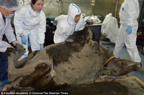Autopsy Of Perfectly Preserved 9000 Year Old Bison Could Reveal The