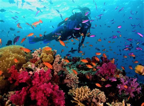 Scuba Diving In Andaman Islands Book Scuba Diving Tour Package In