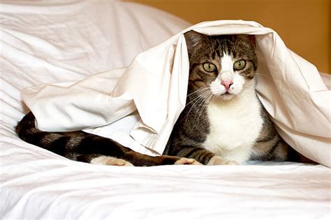 Cat Under Bed Banque Dimages Et Photos Libres De Droit Istock