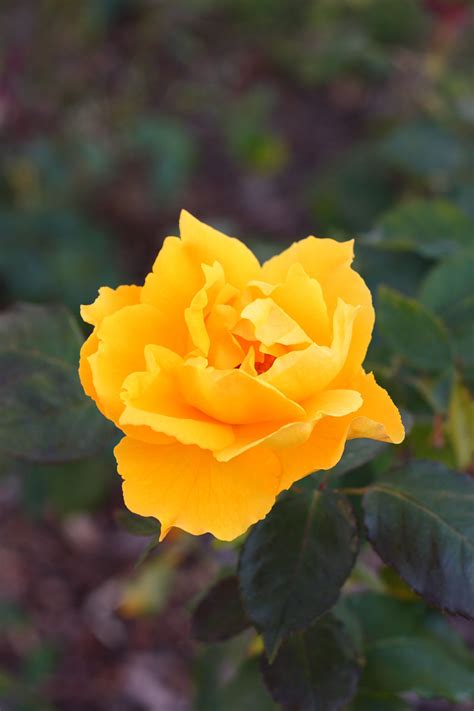 Yellow Rose Bloom Free Stock Photo Public Domain Pictures