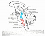 Raphe Nuclei - Subcortical Brain