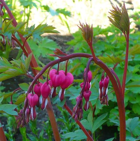 Like a surprisingly large number of plants, bleeding heart is toxic if it is eaten in large enough quantities. Bleeding Hearts: Plant Care and Collection of Varieties ...