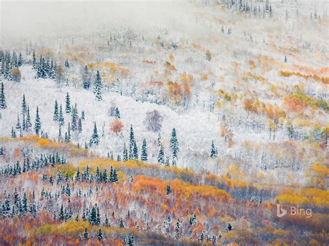 Alaska Early Snowfall Near Fairbanks 2016 Bing Desktop Wallpaper