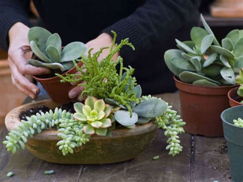 Everything You Need To Know About Growing And Caring For Succulents