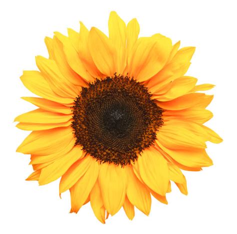 Download and buy free and commercial use flower vector designs. Sunflower Stock Photos, Pictures & Royalty-Free Images ...