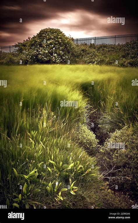 Wind Blowing Through Tall Marsh Grasses Stock Photo Alamy