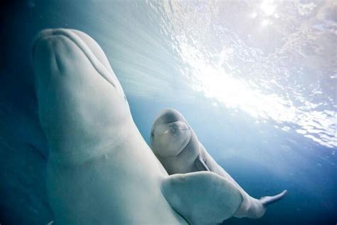 Belugas Beluga Animals Beautiful Nature Animals