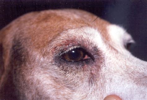 Can Yeast Infection Affect Dogs Eyes