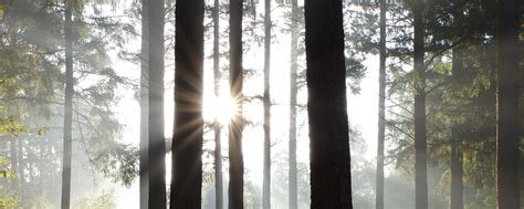 Download Wallpaper 2560x1024 Forest Trees Sun Rays Nature