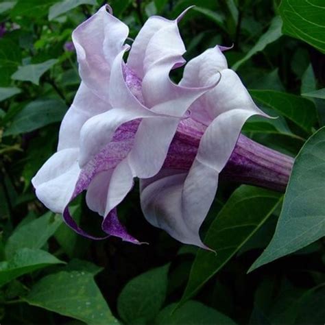 20pcs Purple Mandala Moonflower Datura Seeds Rare Exotic Fragrant
