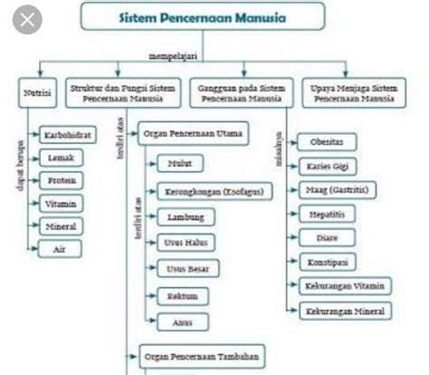 Peta Konsep Sistem Saraf Pada Hewan Peta Konsep Biologi Sel Apabila Riset