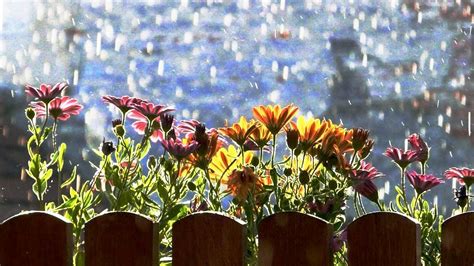 Beautiful Pictures Of Flowers In Rain