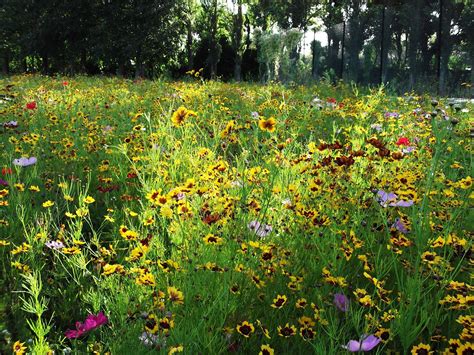 Urban Pollinators Reading Flower Meadows In September 2012